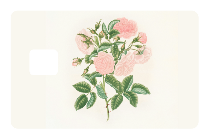 Petals in Pink