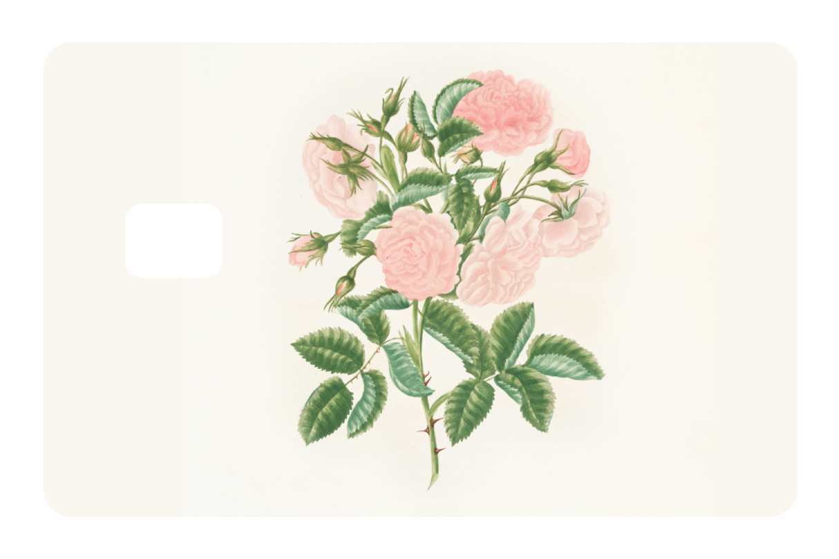 Petals in Pink