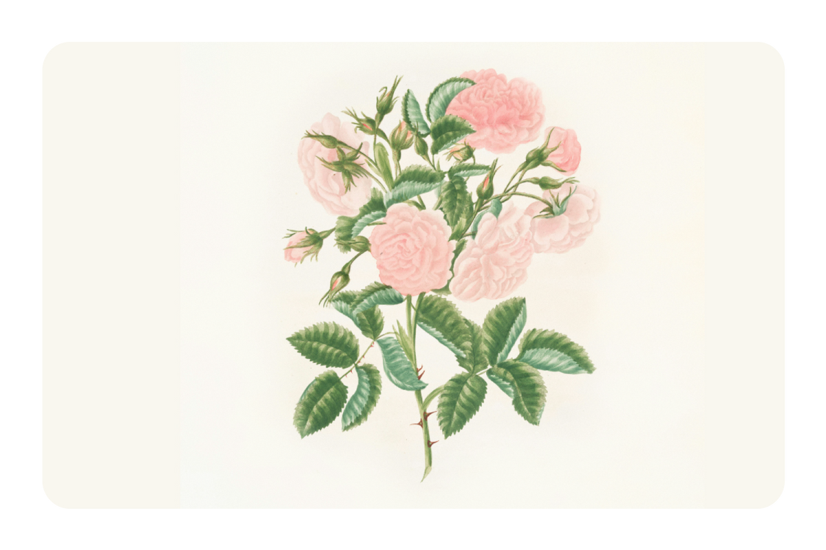 Petals in Pink