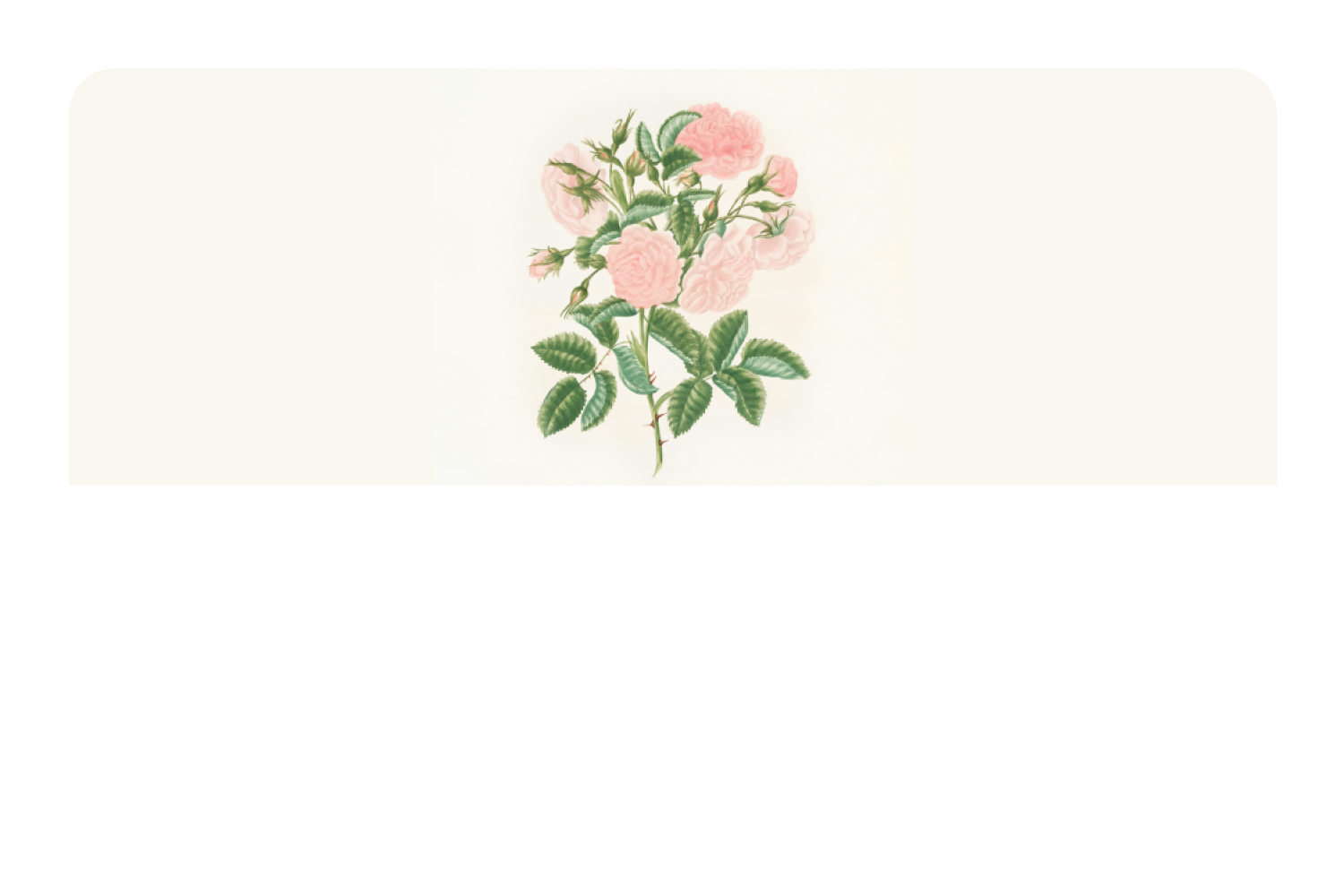 Petals in Pink