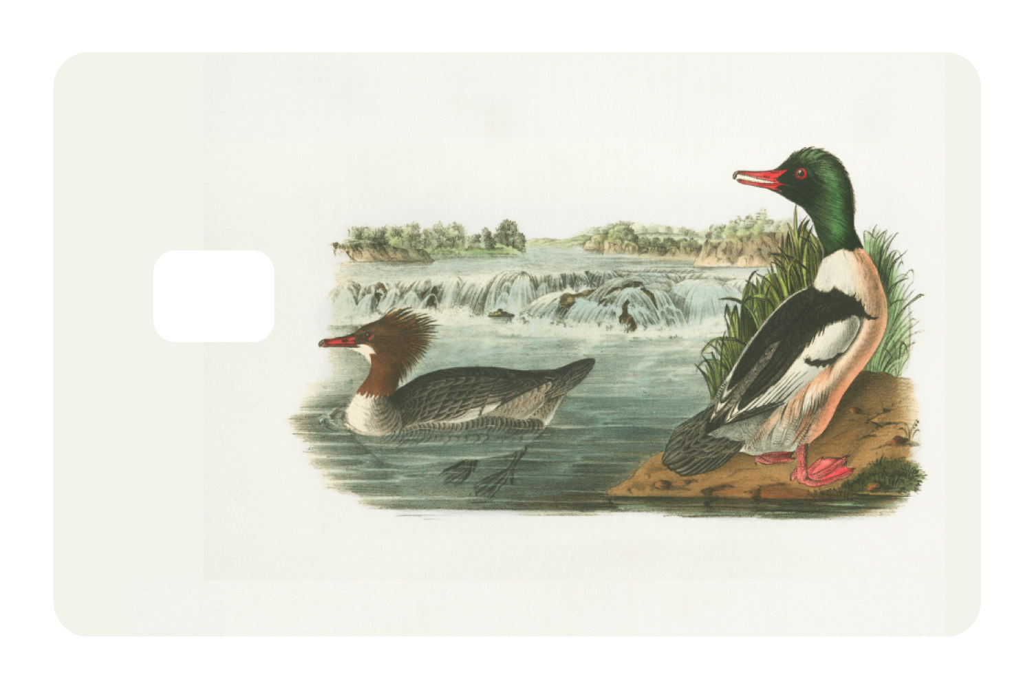 Ducks In A Pond