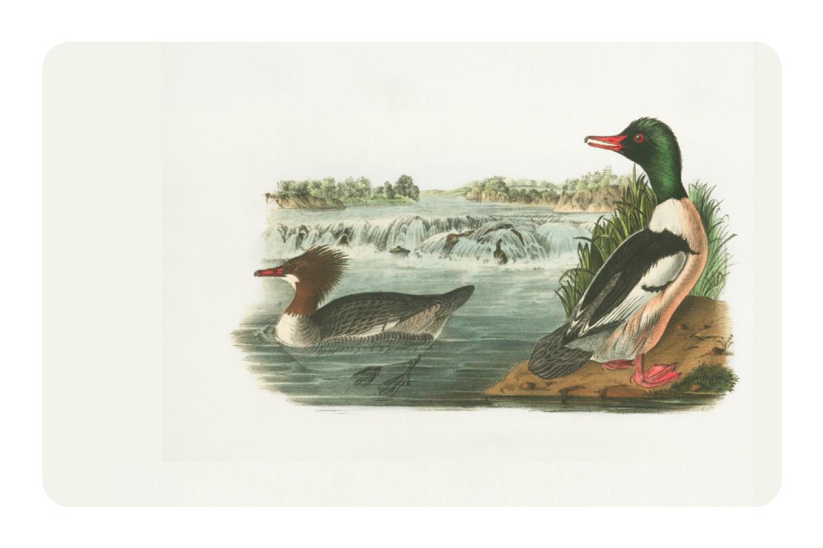 Ducks In A Pond