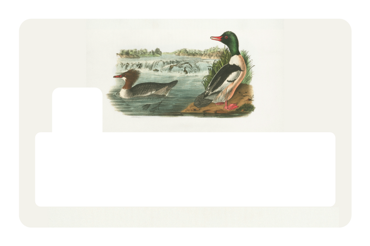 Ducks In A Pond