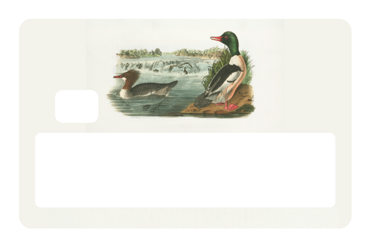 Ducks In A Pond