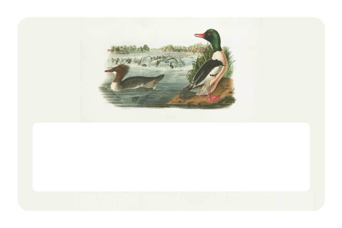 Ducks In A Pond