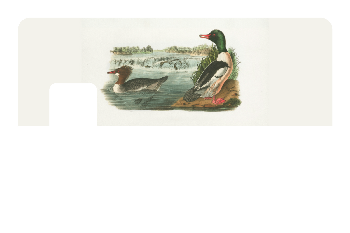Ducks In A Pond