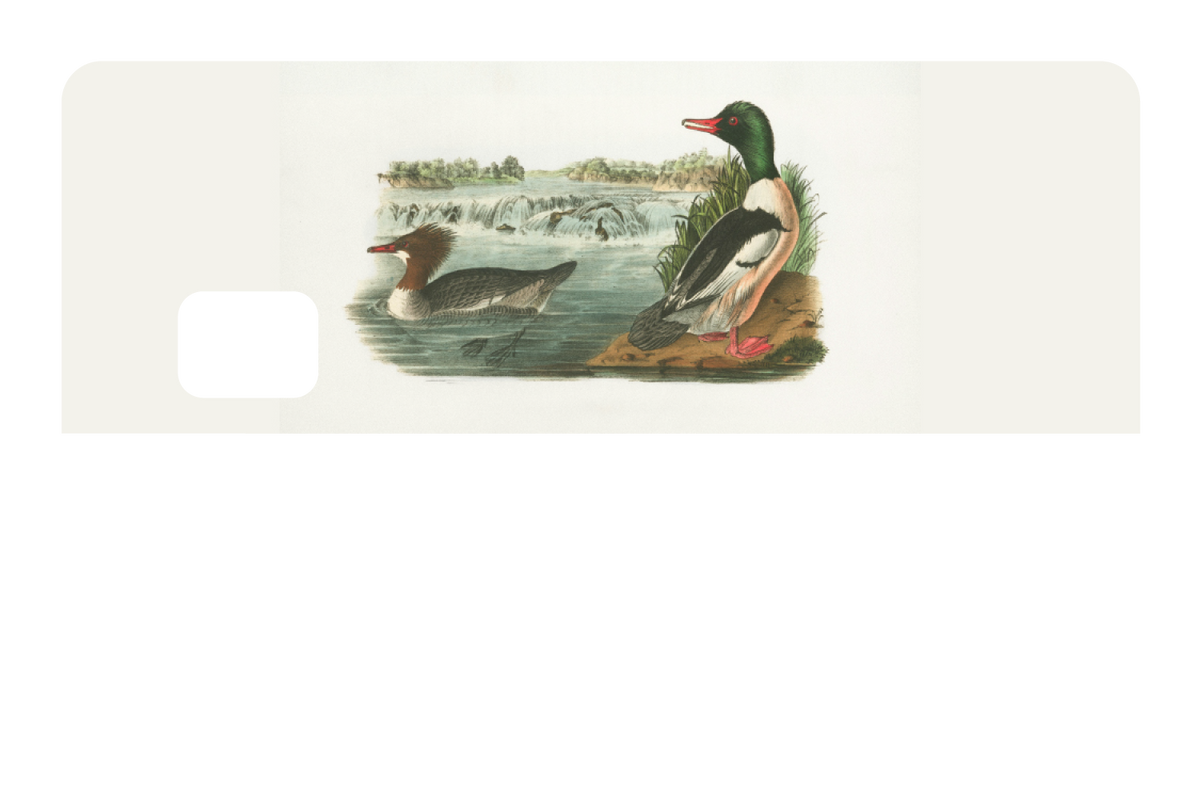 Ducks In A Pond