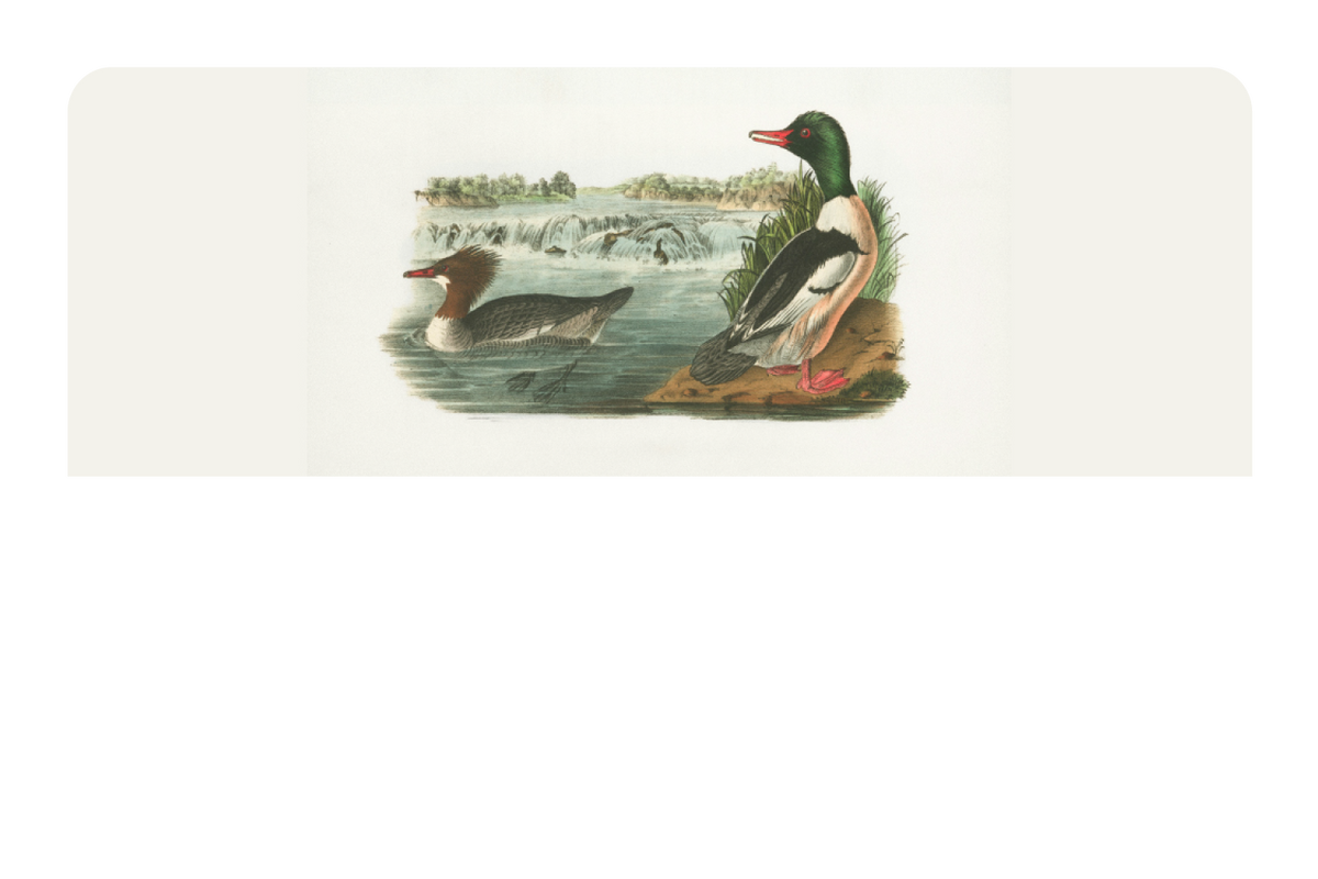 Ducks In A Pond