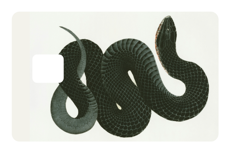 Black Racer