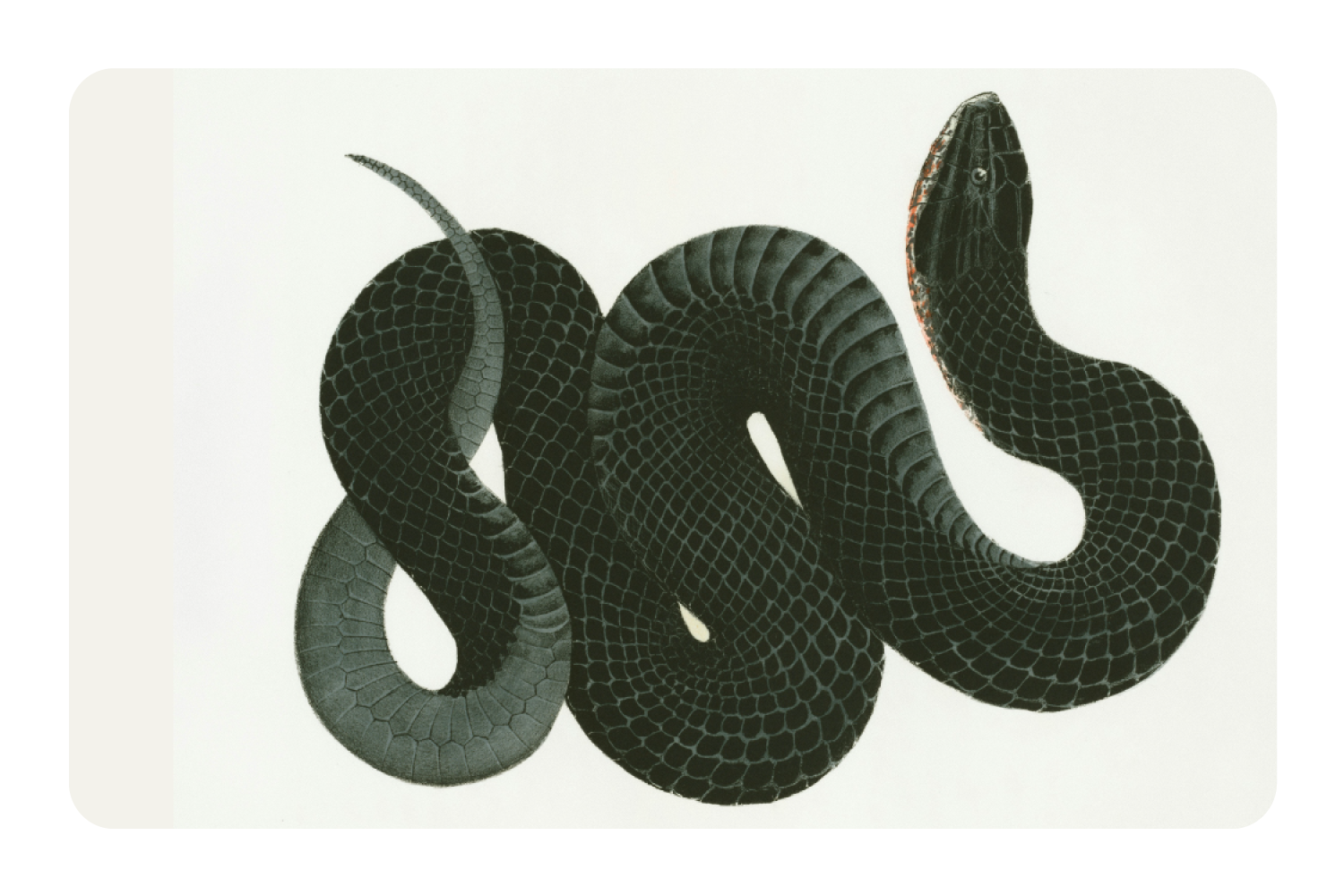 Black Racer