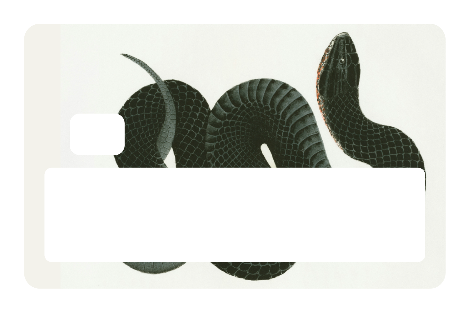 Black Racer