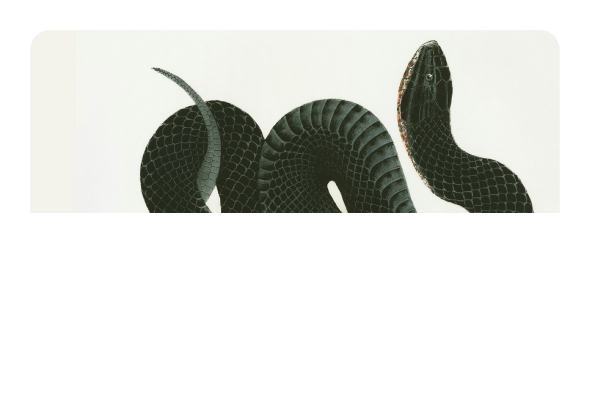Black Racer