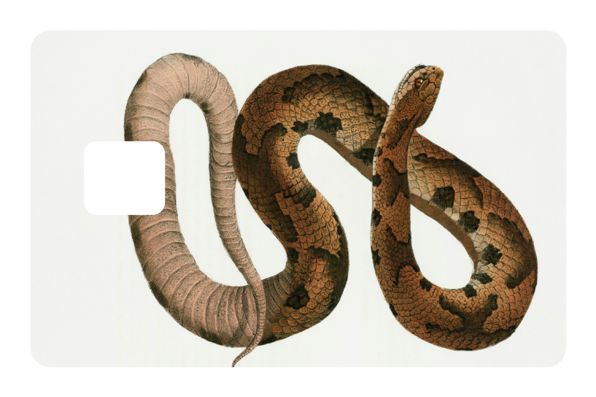 Hognose Snake
