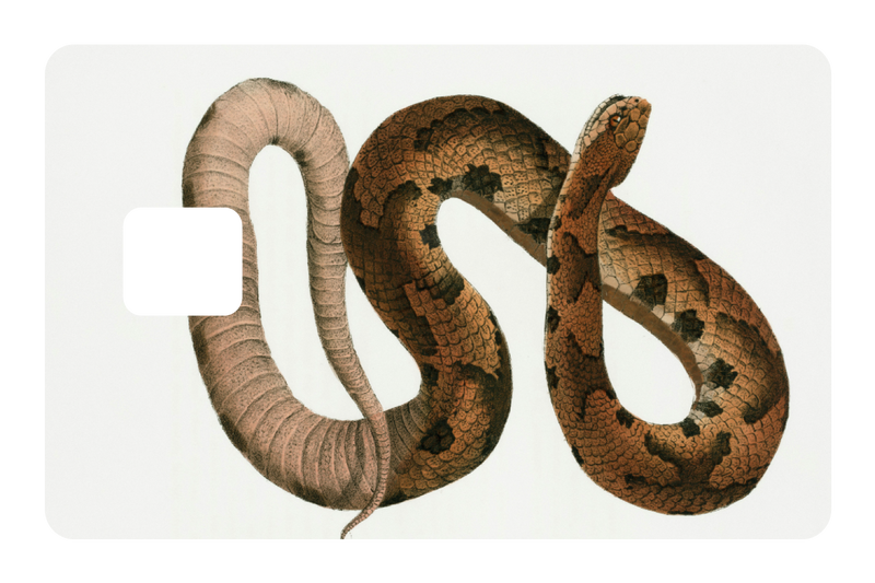 Hognose Snake