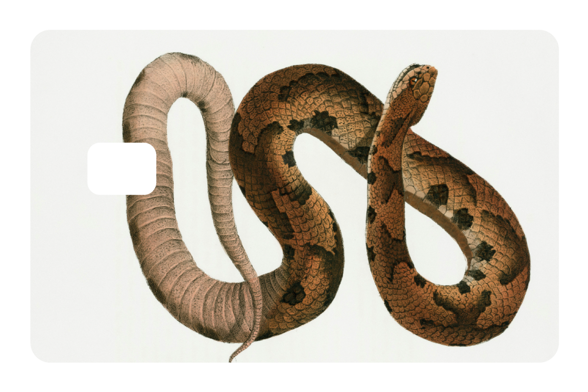 Hognose Snake