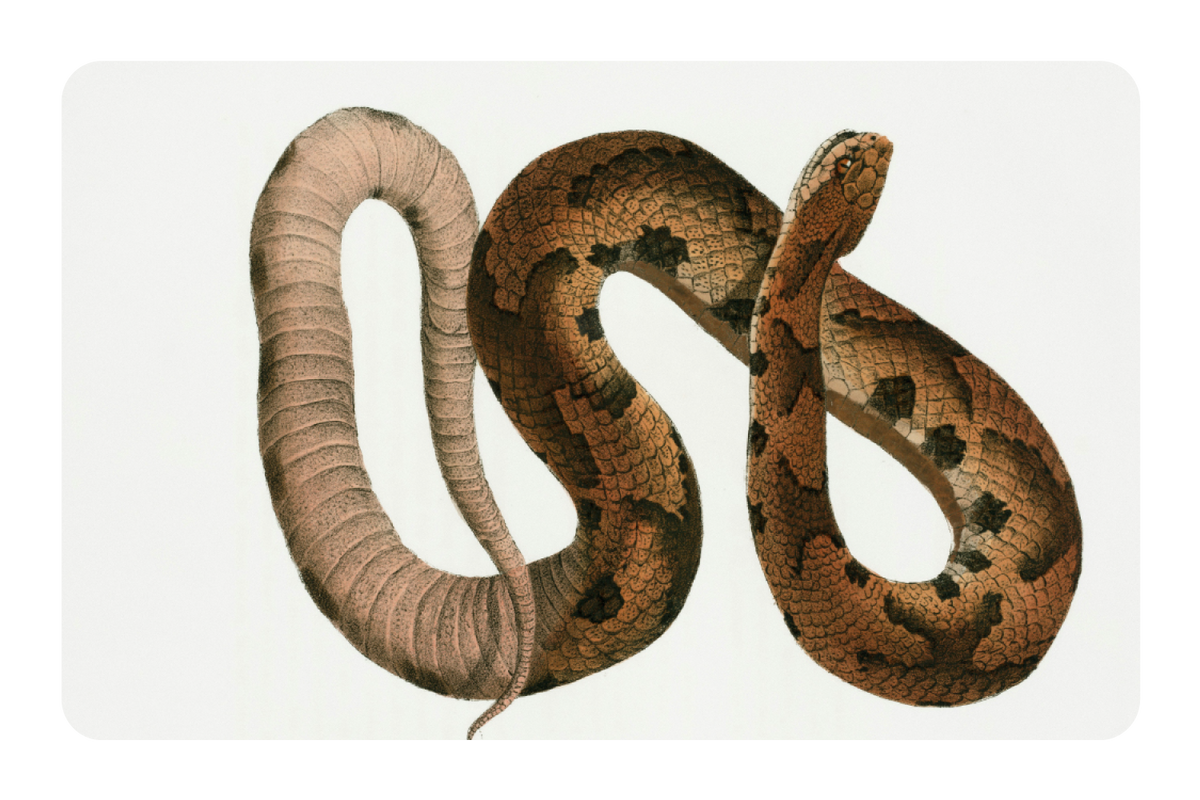 Hognose Snake