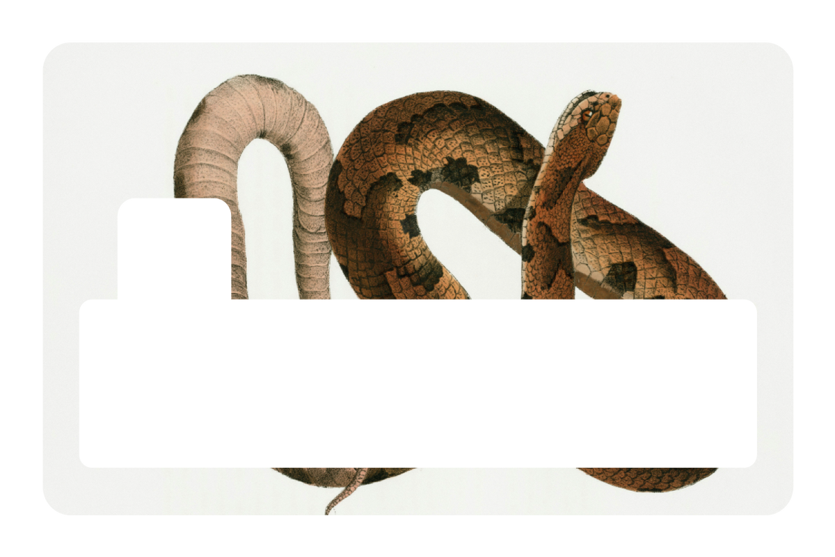 Hognose Snake