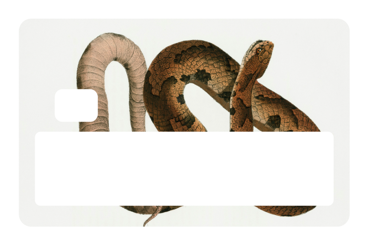 Hognose Snake