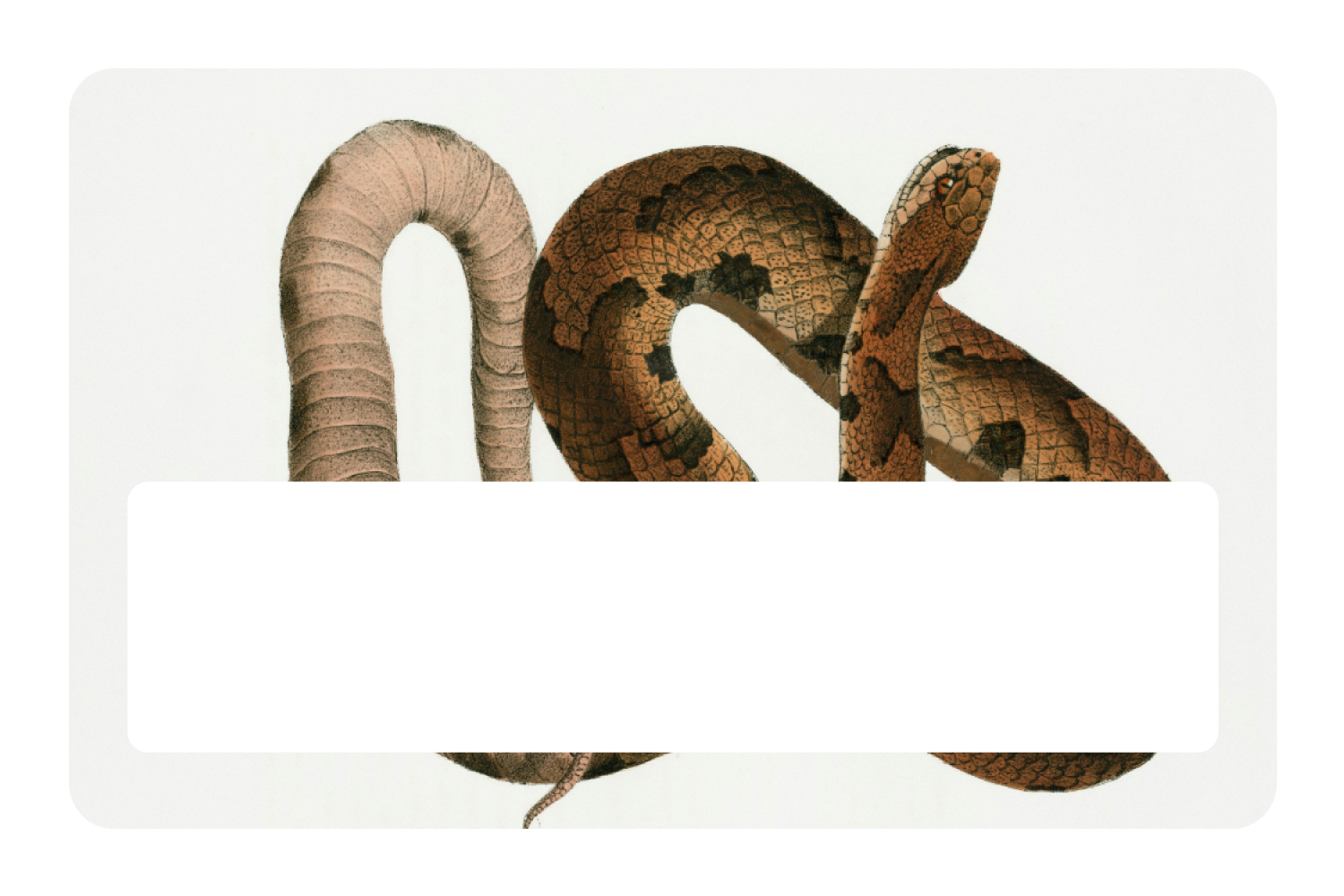 Hognose Snake