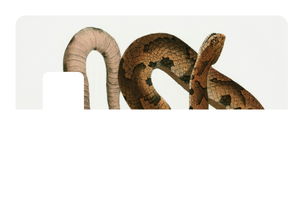 Hognose Snake