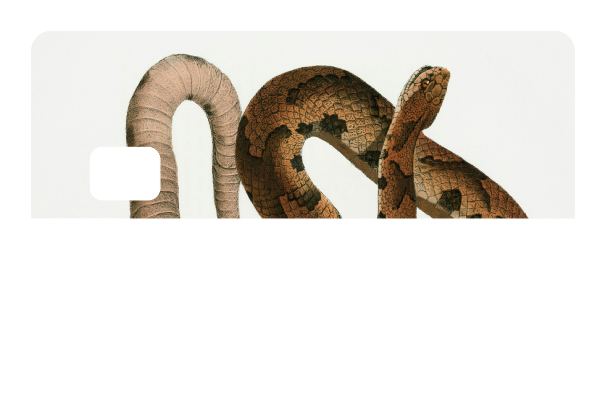 Hognose Snake