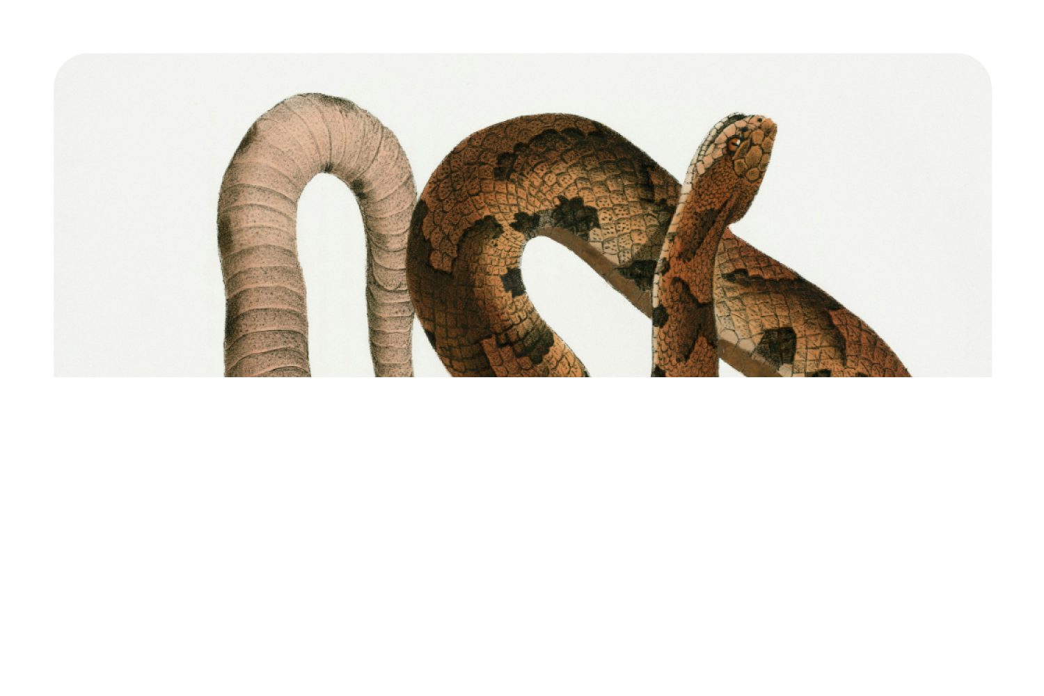 Hognose Snake