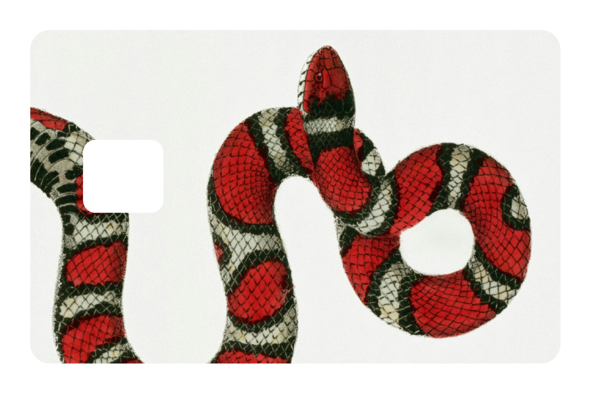 Milk Snake