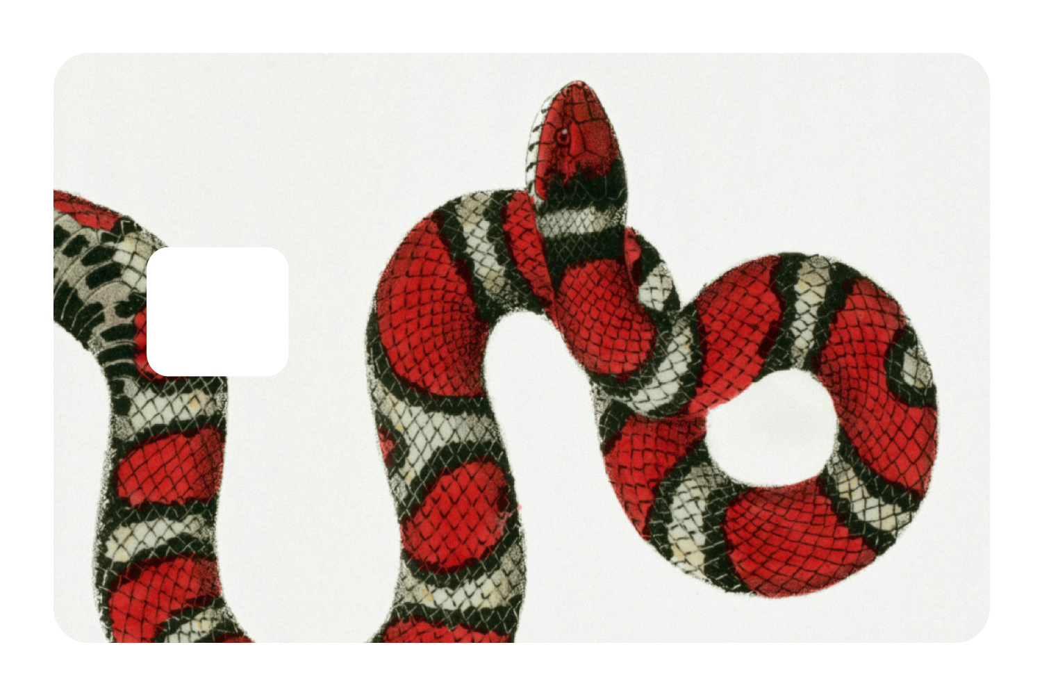 Milk Snake