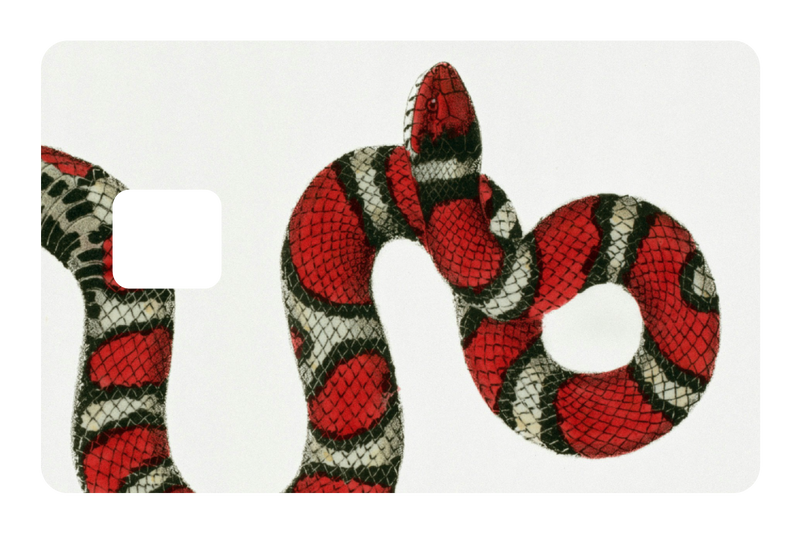Milk Snake