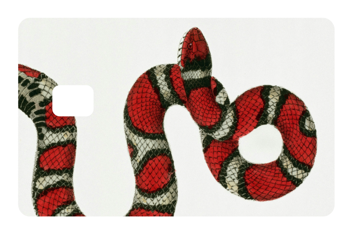 Milk Snake