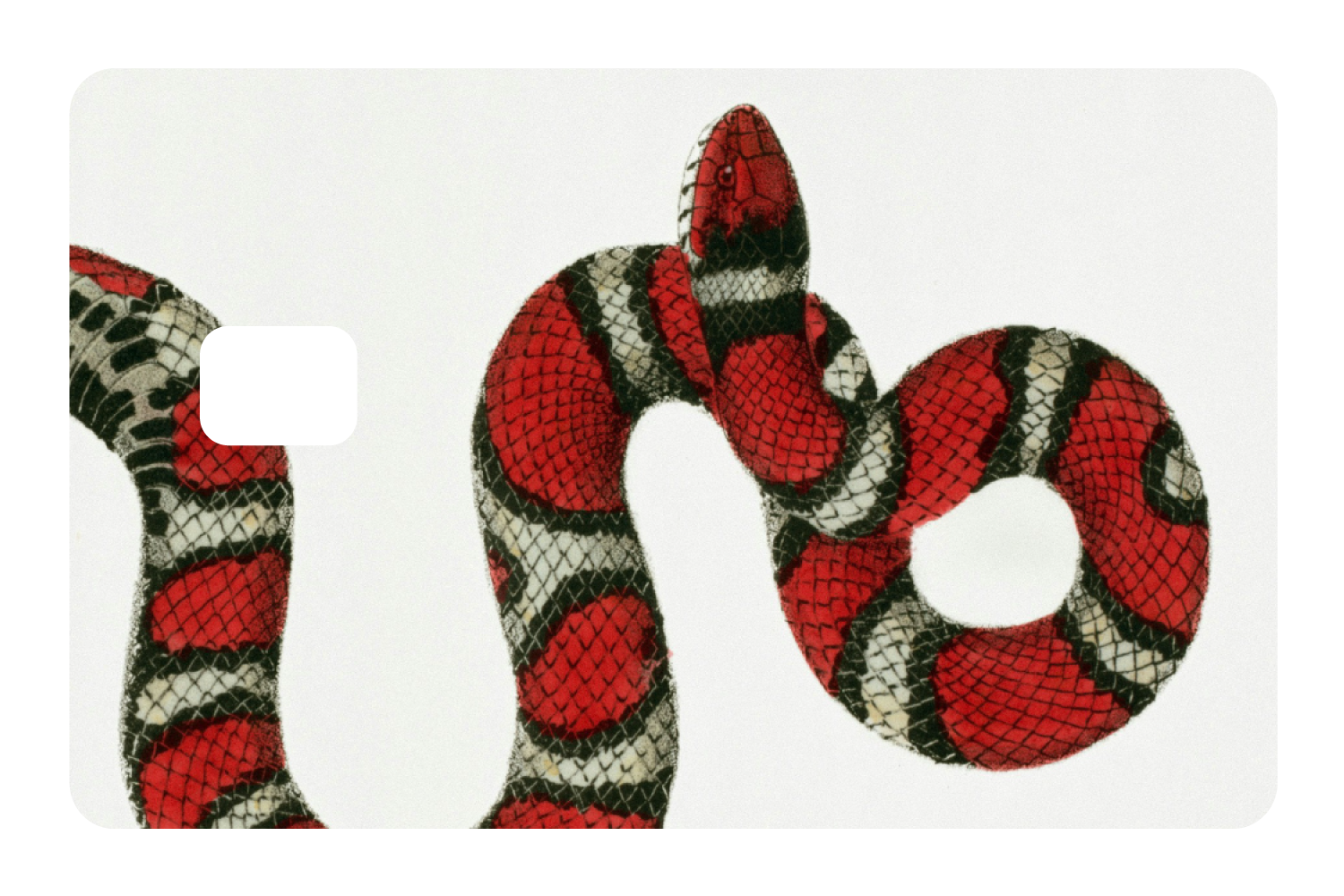 Milk Snake