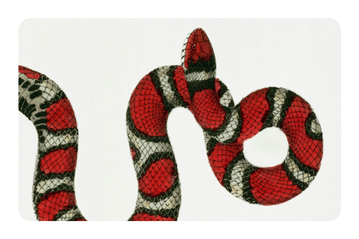 Milk Snake