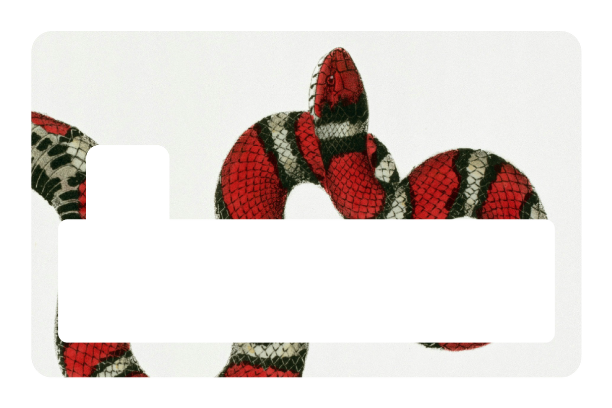 Milk Snake
