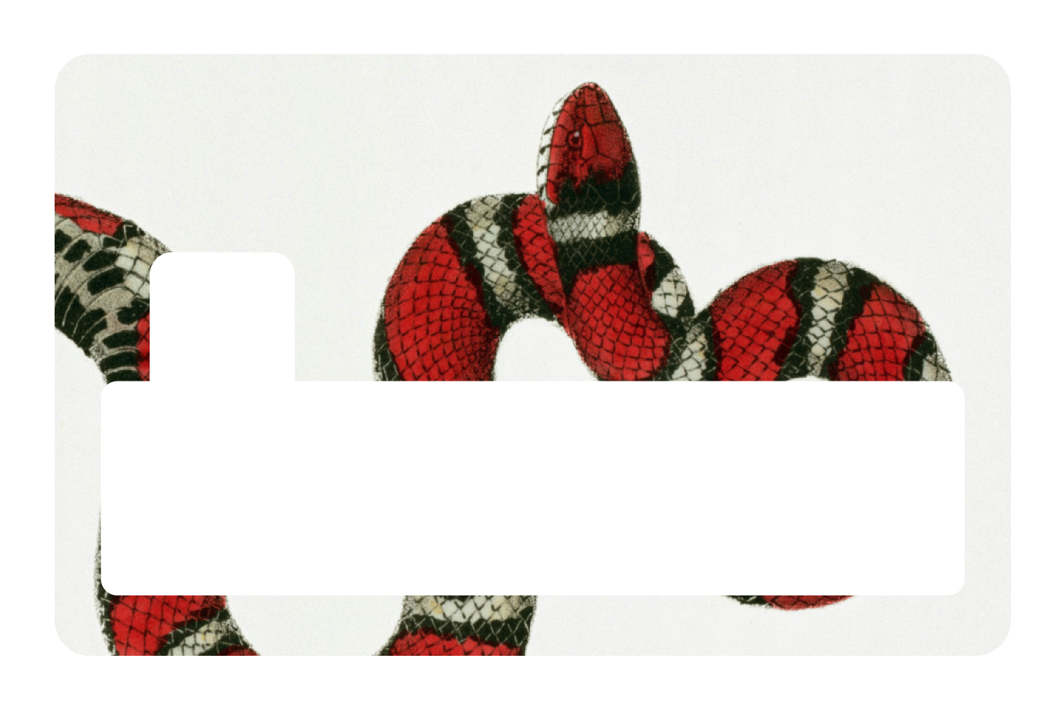 Milk Snake