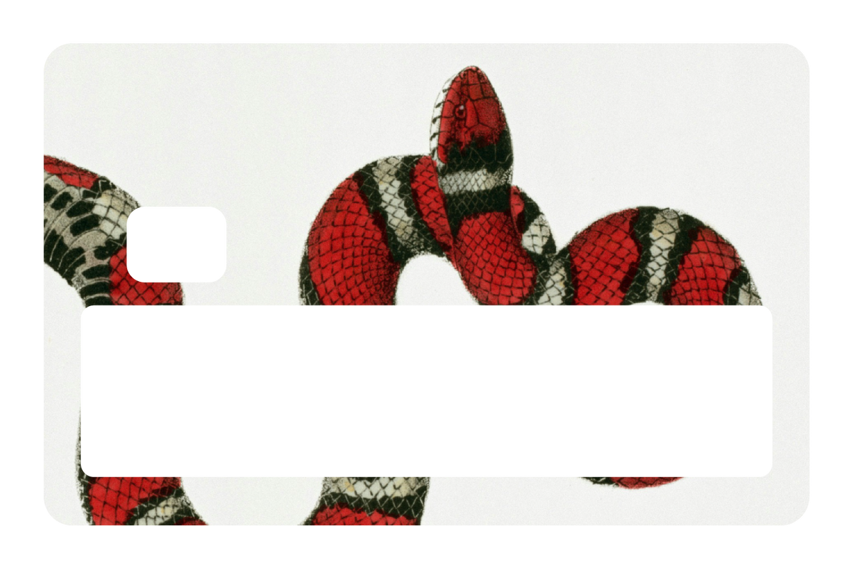 Milk Snake