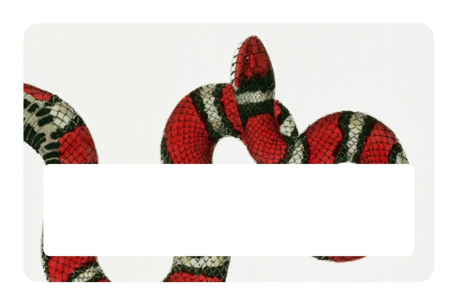 Milk Snake