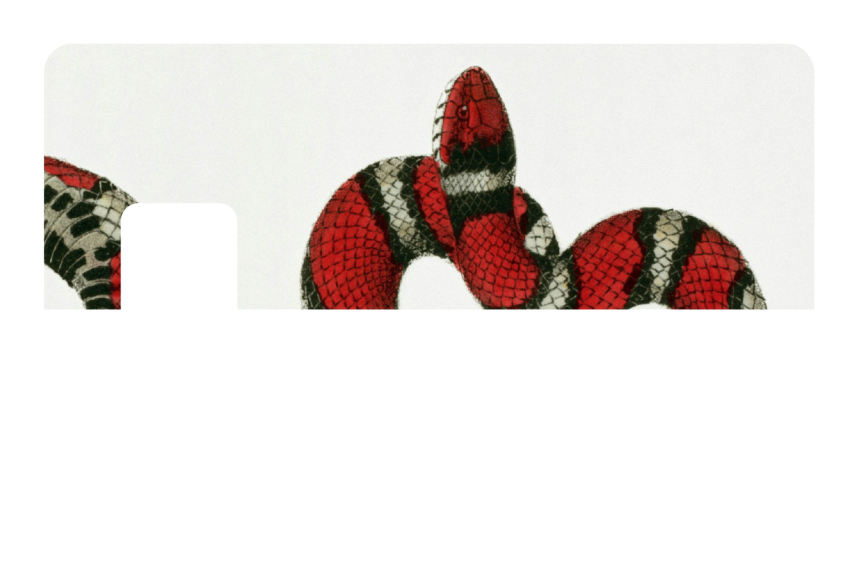 Milk Snake