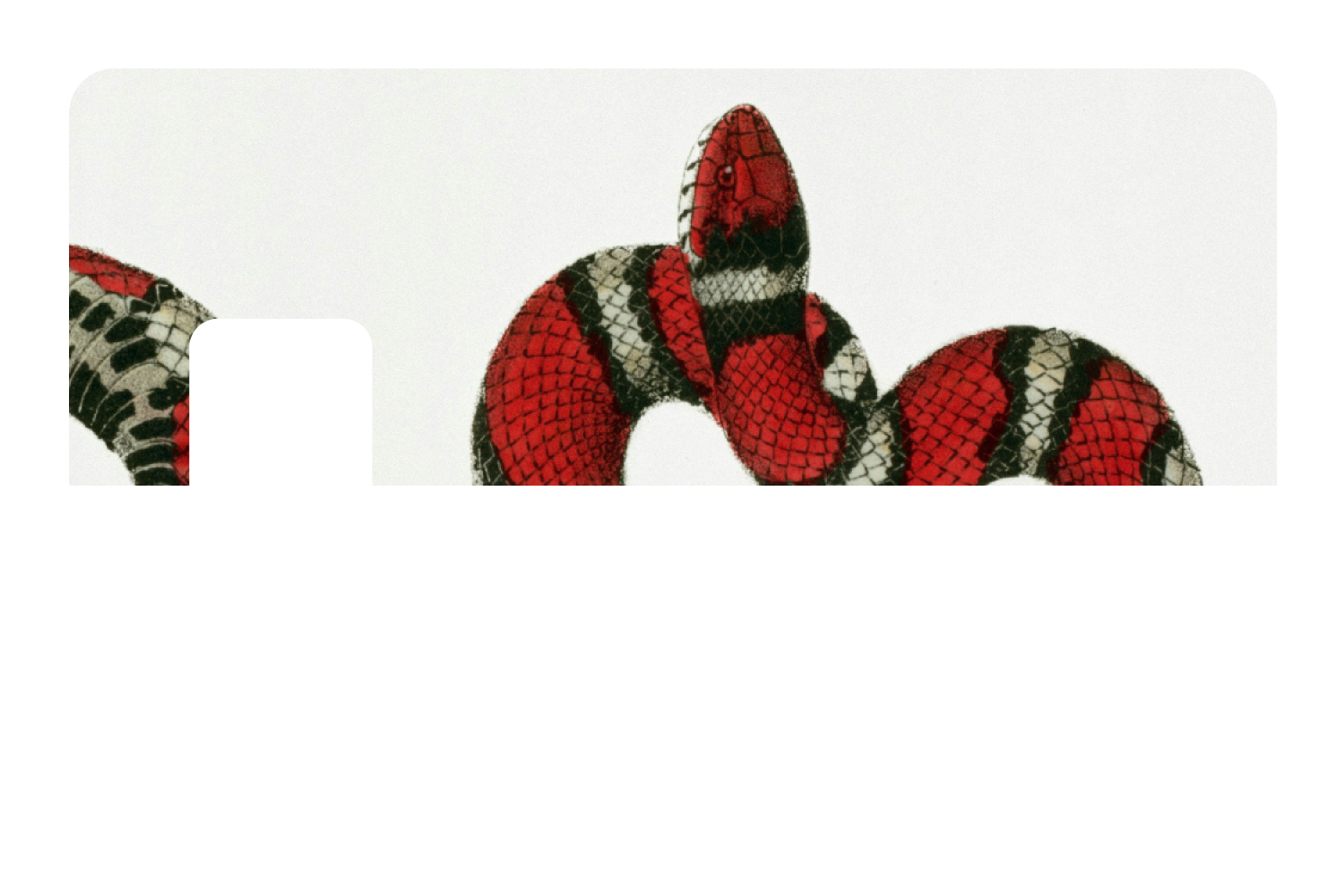 Milk Snake