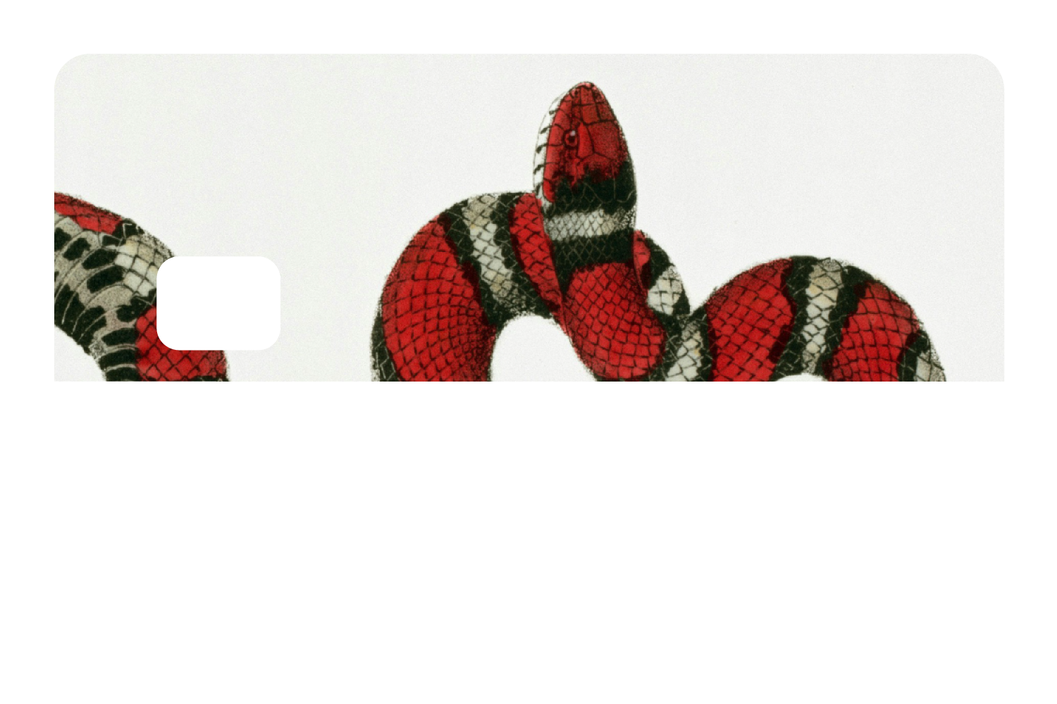 Milk Snake