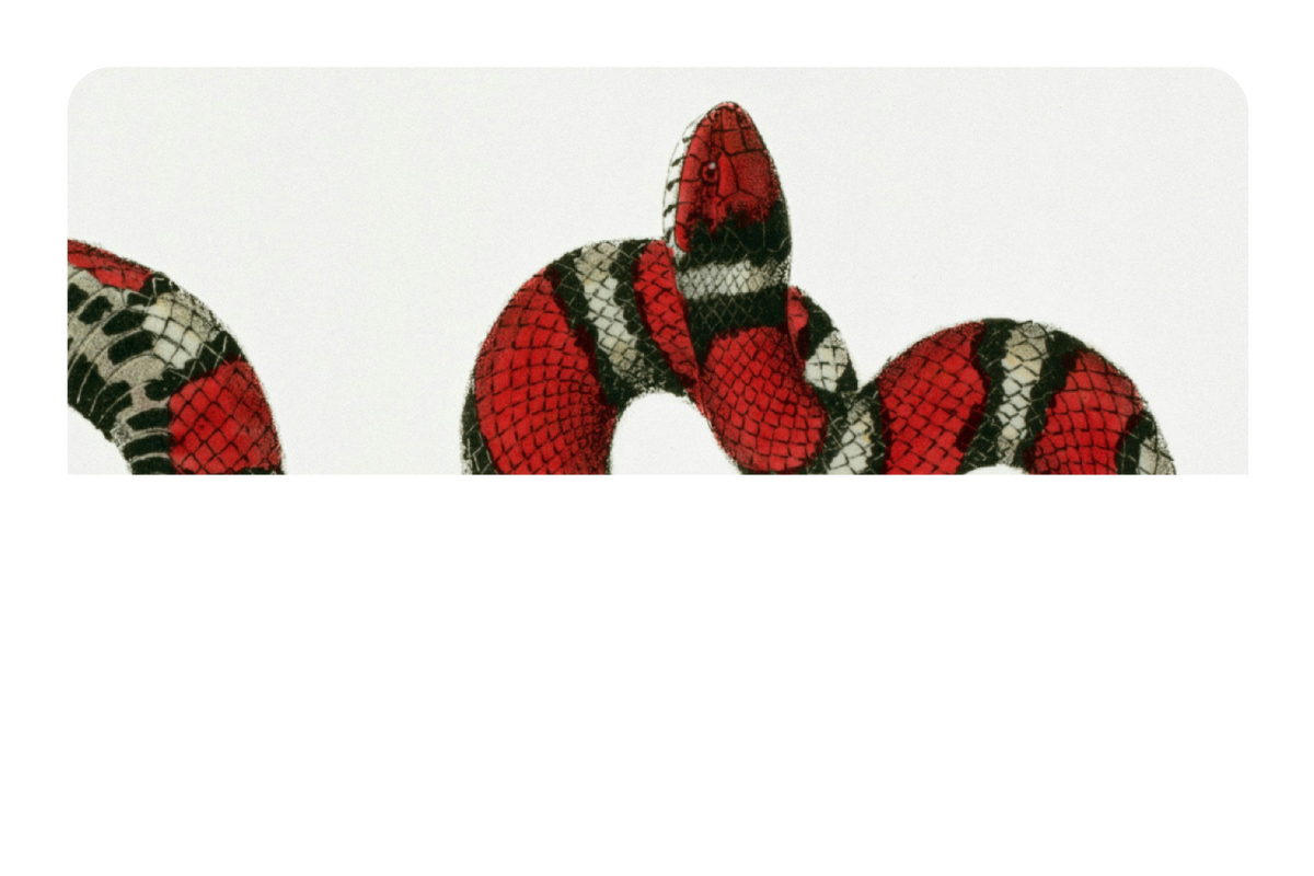 Milk Snake