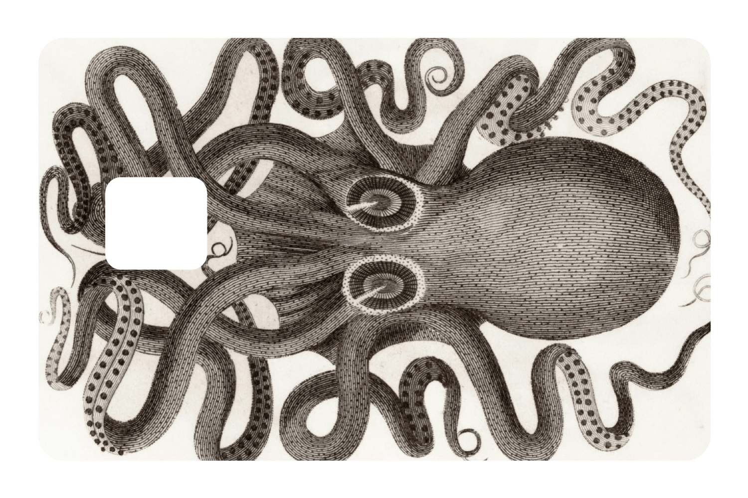 Octo