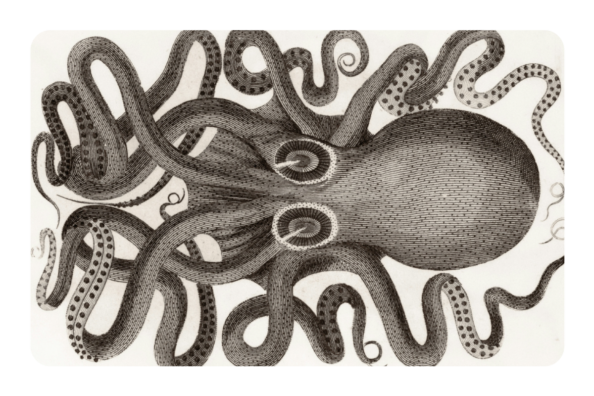 Octo