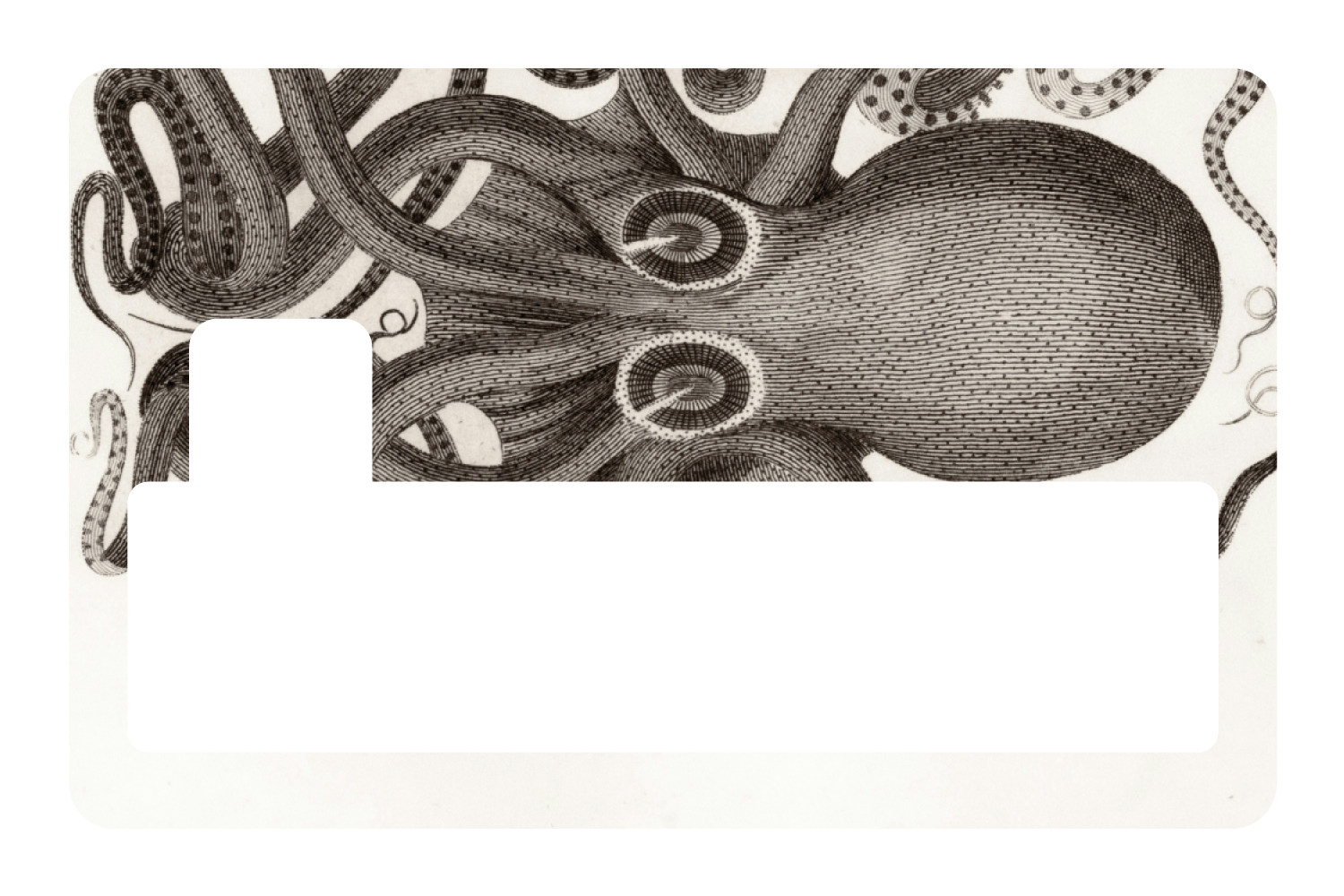 Octo