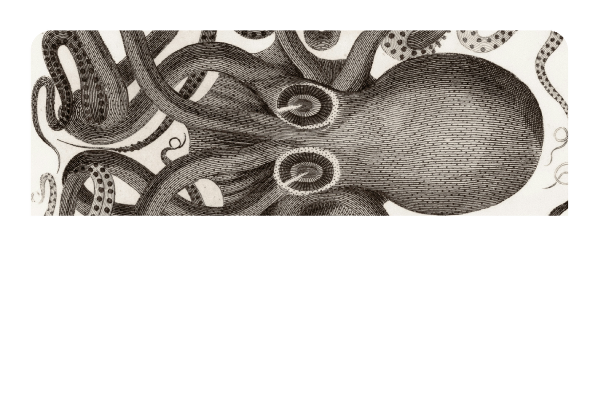 Octo