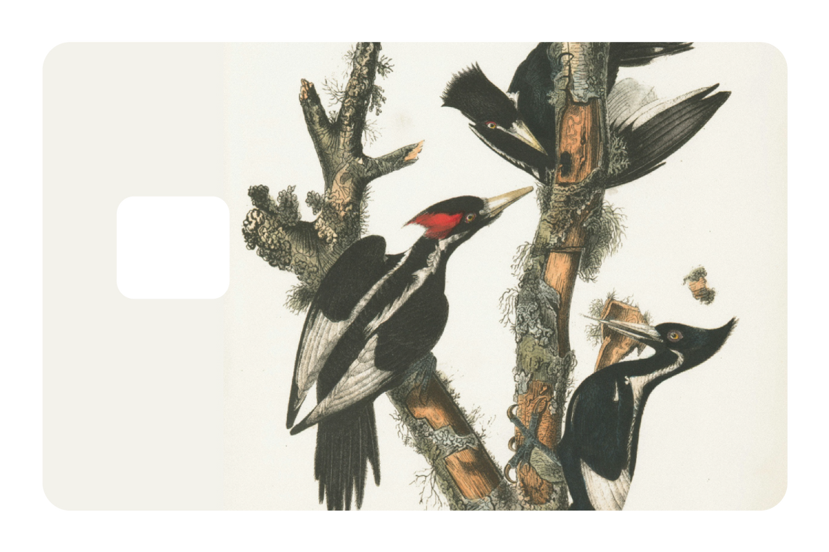 Wood Peckers