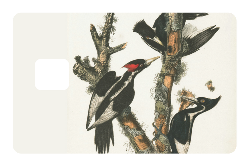 Wood Peckers