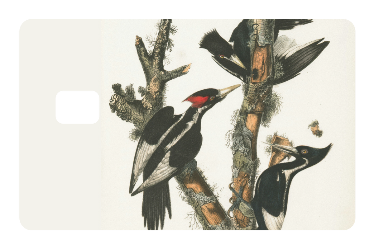 Wood Peckers