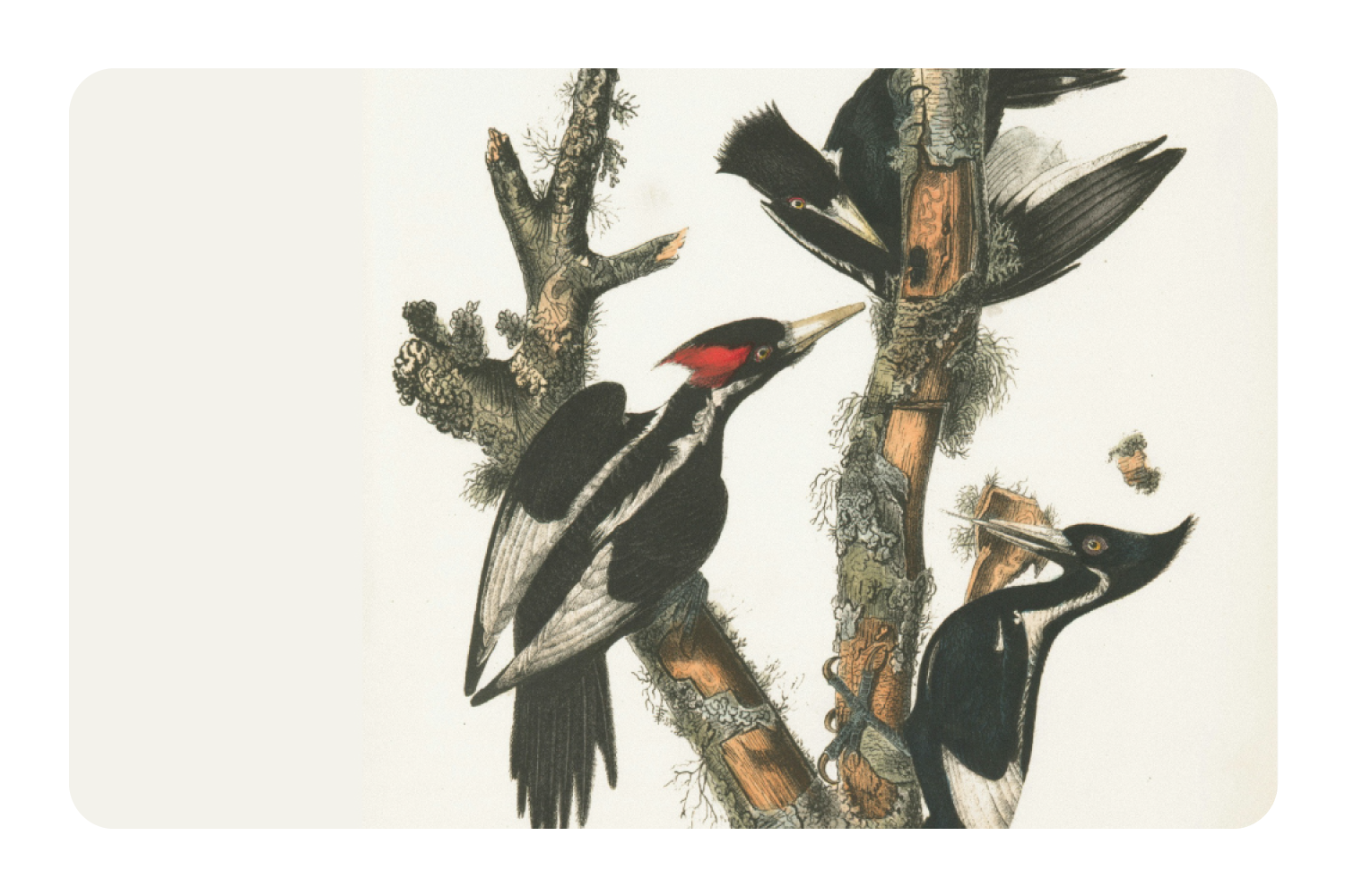Wood Peckers