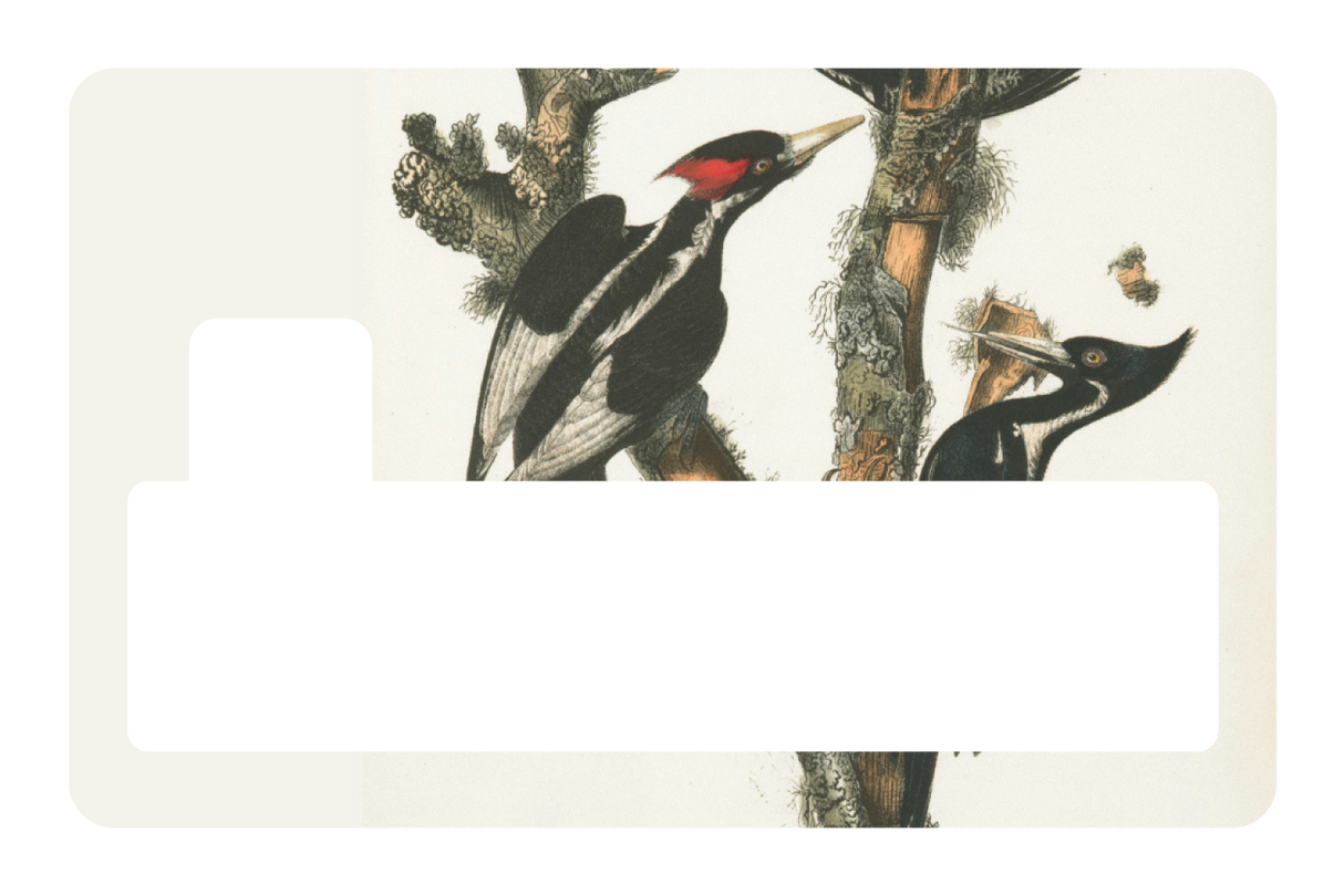 Wood Peckers