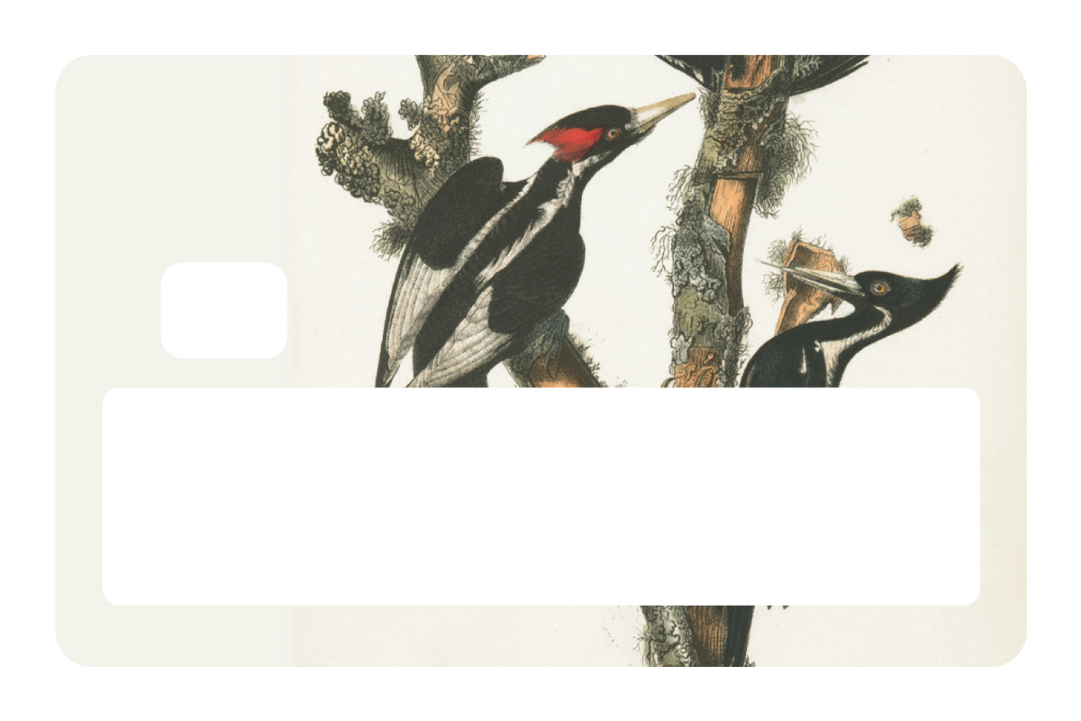 Wood Peckers